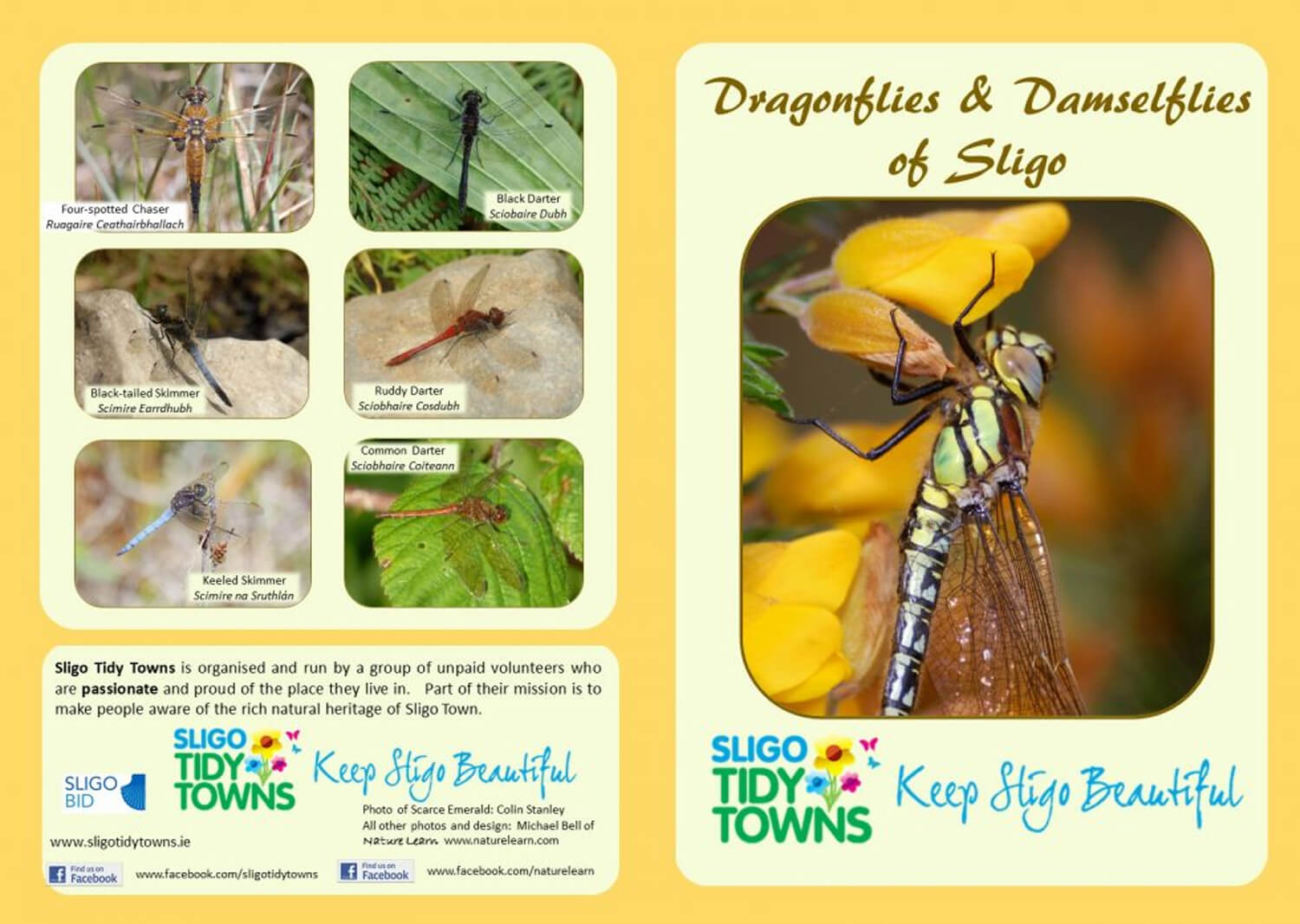 Sligo Dragonfly Survey